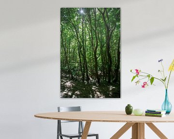 Le soleil à travers les arbres