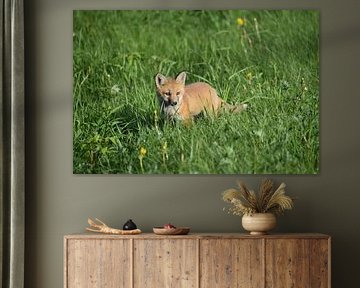 A young fox in a field by Claude Laprise