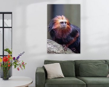 Klauwaapje van Anja Wessels Fotografie