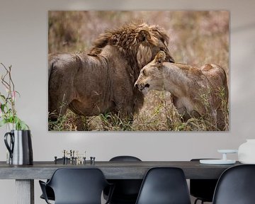 Le roi et la reine des animaux, le lion et la lionne dans le Serengeti sur Jeremy Duvekot