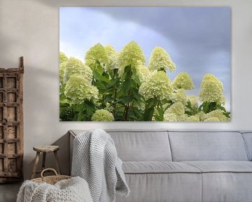 Hydrangea Limelight van Inge Hogenbijl