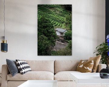 Cottage among forests and tea fields by Mickéle Godderis