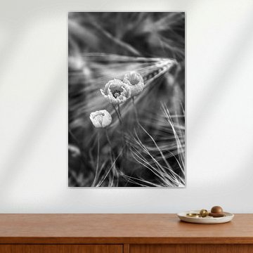 Pavot dans un champ de blé en noir et blanc