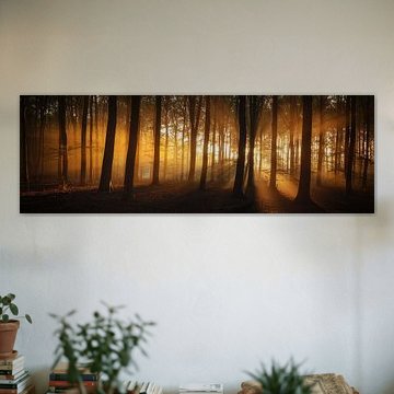 Forest summer beauty - Panorama