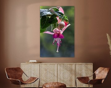 Fuchsia (roze) van Anja Wessels Fotografie