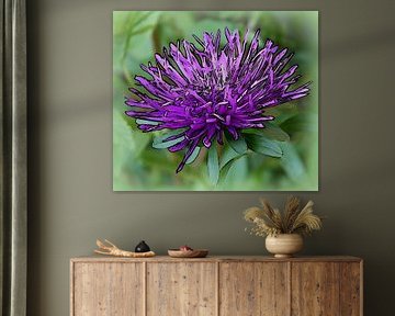 Chrysanthemum
