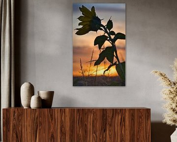 Zonnebloem individueel afgebeeld op een zonnebloemveld van Martin Köbsch