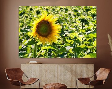 Zonnebloem individueel afgebeeld op een zonnebloemveld van Martin Köbsch
