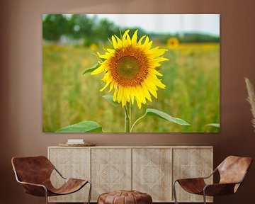 Zonnebloem individueel afgebeeld op een zonnebloemveld van Martin Köbsch