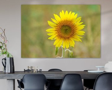 Zonnebloem individueel afgebeeld op een zonnebloemveld van Martin Köbsch