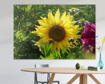 Zonnebloem individueel afgebeeld op een zonnebloemveld van Martin Köbsch