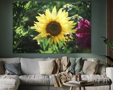 Zonnebloem individueel afgebeeld op een zonnebloemveld van Martin Köbsch