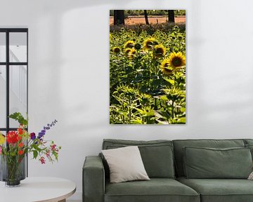 Zonnebloem op een zonnebloemveld van Martin Köbsch