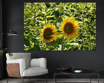 Zonnebloem op een zonnebloemveld van Martin Köbsch