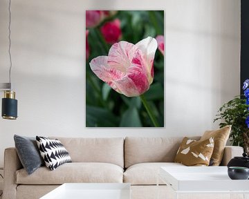 Roze tulp met groene achtergrond van Michèle Huge