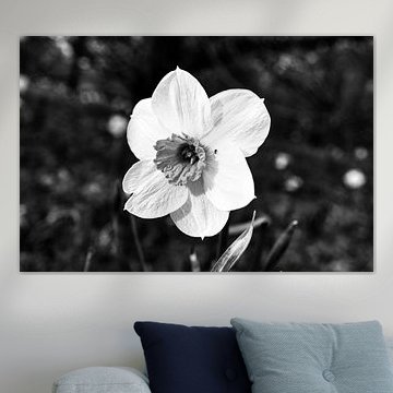 jonquille, narcisse en noir et blanc mis en valeur individuellement