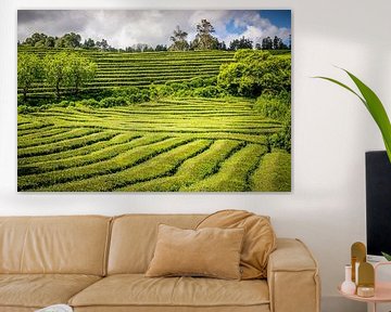 Theeplantages van de Azoren, een verborgen parel van Antwan Janssen
