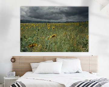 Zonnebloem op een zonnebloemveld van Martin Köbsch