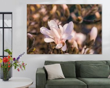 Magnolia blossom on a branch by Martin Köbsch