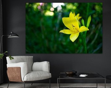 yellow lily with beautiful bokeh by Martin Köbsch