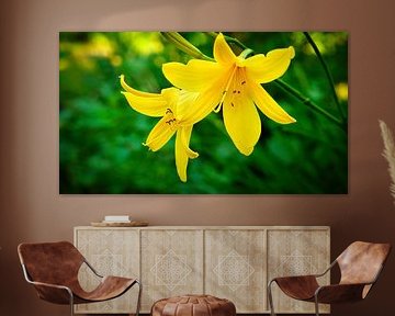 yellow lily with beautiful bokeh by Martin Köbsch
