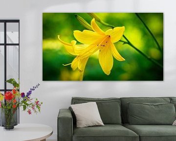 yellow lily with beautiful bokeh by Martin Köbsch