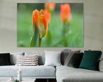 Tulips in a meadow with beautiful bokeh. by Martin Köbsch