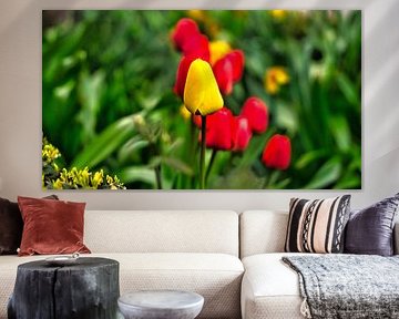 Tulips in a meadow with beautiful bokeh. by Martin Köbsch