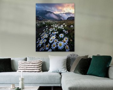Stralend veld vol bloemen