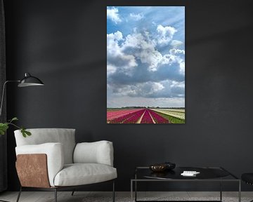 bollenveld noord holland van Robbert Frie
