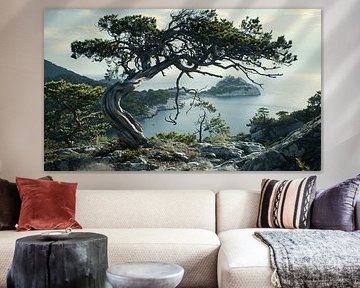 Arbre fouetté par le vent sur un rocher