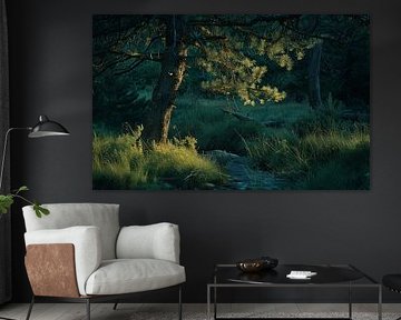 Forêt en fleurs en été