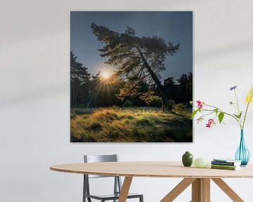 Gentle summer forest in the countryside
