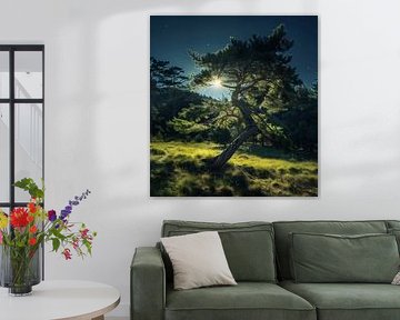 Summer tranquillity in the forest
