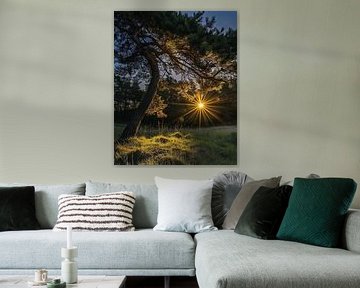 Bloeiend bos in de zomer