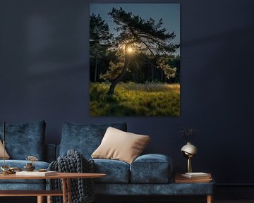 Romantische Lichtspiele im Wald