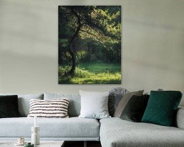 Rays of sunshine in the summer forest
