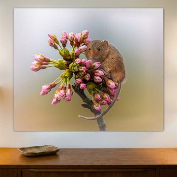 Maus in der Frühlingsblüte