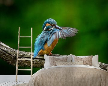 Schöner bunter Eisvogel nimmt sich Zeit, sein Gefieder zu putzen von Brenda
