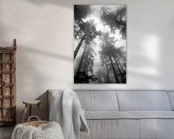 Forêt de brouillard en noir et blanc sur Poster Art Shop
