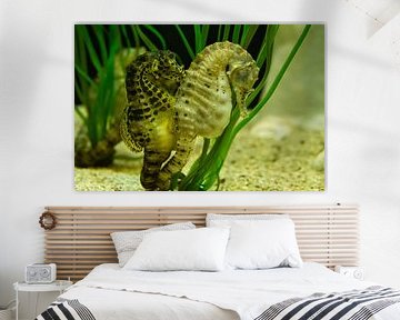 Een paar zeepaardjes in het zeegras