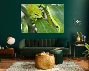 Emerald green Geko on a leaf by Martin Köbsch