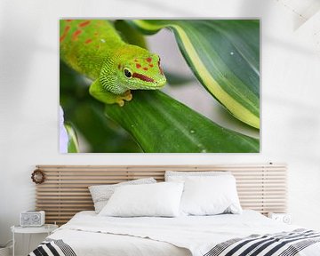 Emerald green Geko on a leaf by Martin Köbsch
