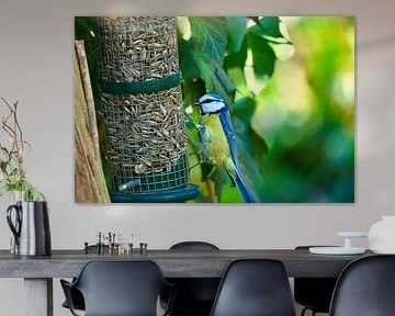 Great tit at a feeding place by Martin Köbsch