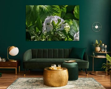 White hydrangea blossom in the summer spotlight by Christoph Hermann