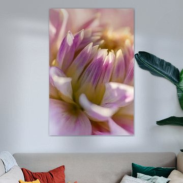 Blumen abstrakt - Rosa Dahlie - Makro