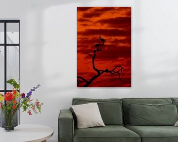 Kraanvogels in een boom tijdens de zonsondergang