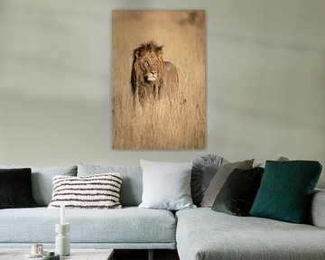 Leeuw in Chobe Nationaal Park Botswana
