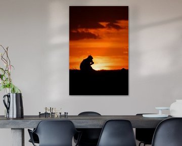 Silhouet baviaan tijdens de zonsondergang