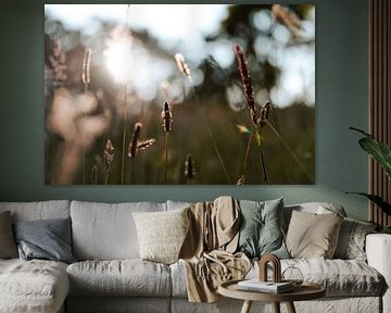 Summer grass with sunset by Studio Snouk.